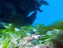 Seagrass movement taken with a very slow shutter (1 secon... by Nikki Van Veelen 